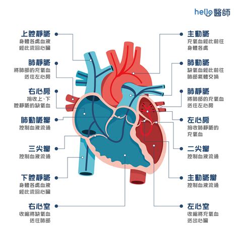 心臟循環口訣